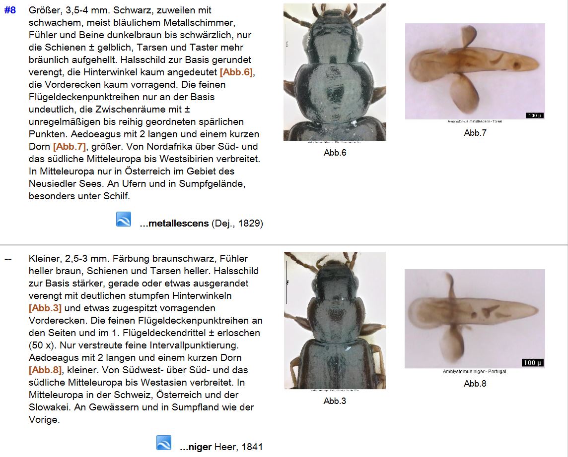 Carabidae: Amblystomus metallescens? ... o Amblystomus niger?